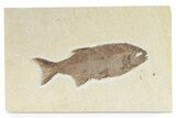 Rare Fossil Mooneye Fish (Eohiodon) - Wyoming #281110-1